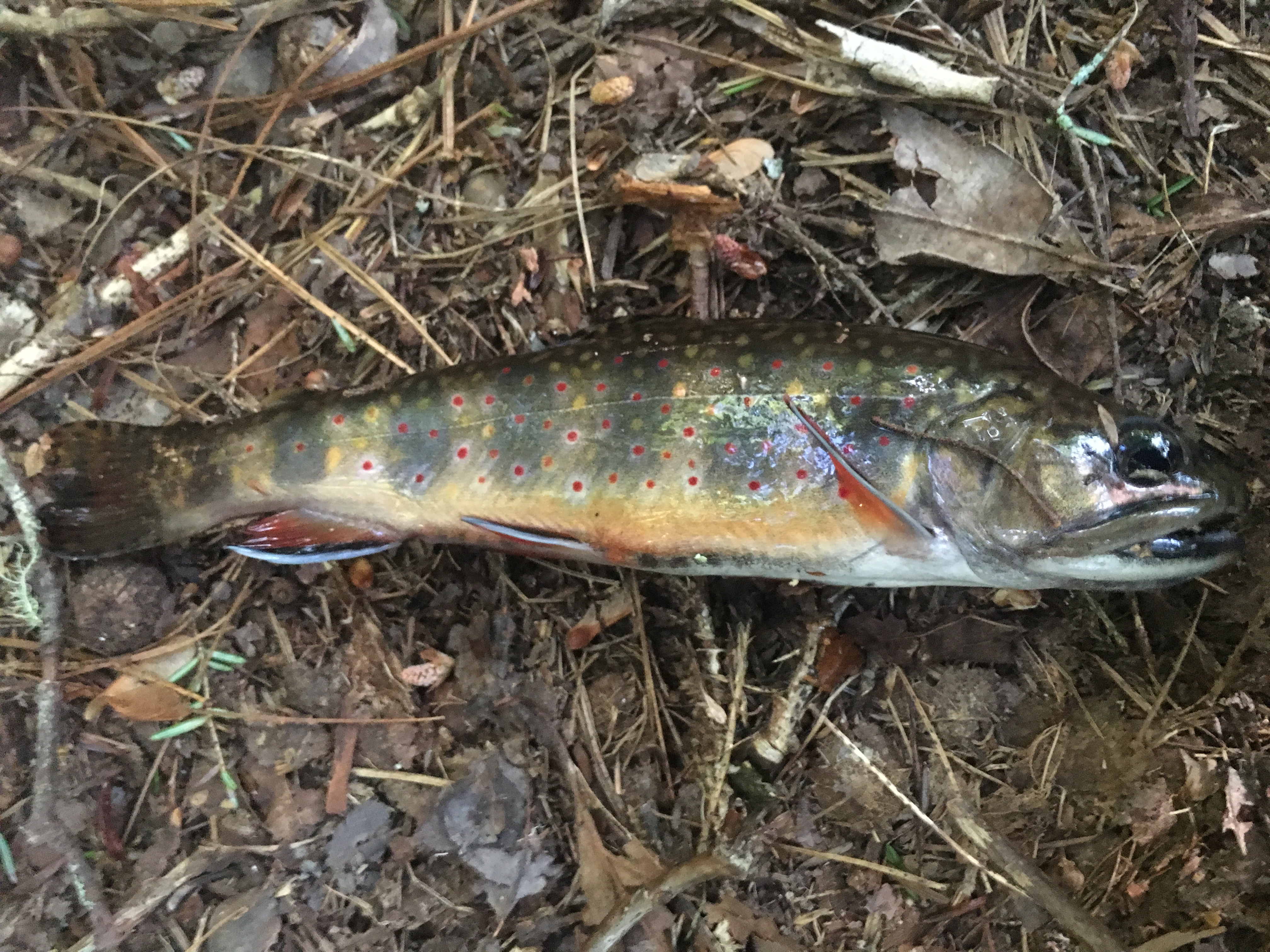 Richard Samuel Davis outdoor adventure hiking